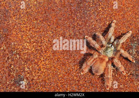 Orange Tree Spider (Tapinauchenius gigas) Banque D'Images