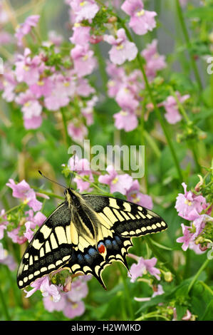 Anglais Swallowtail Butterfly à fleurs roses (Papilio machaon britannicus) Banque D'Images