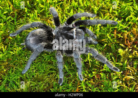 Tarantula noir brésilien, grands sous des profils (Grammostola pulchra) Banque D'Images