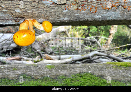 Champignons Scalycap dorés suspendus à un arbre déchu, dans le parc national de New Forest, Hampshire, Angleterre. Banque D'Images