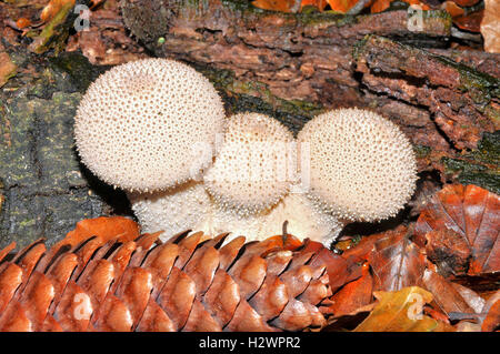 Champignons Puffball commun (Lycoperdon perlatum) Banque D'Images