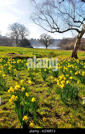 Les jonquilles meadows menant à la Beaulieu River dans le parc national New Forest Banque D'Images