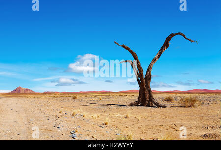 Arbre mort dans le désert de Namib, Namibie Banque D'Images