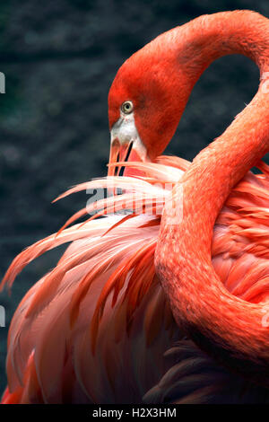 American Flamingo, Phoenicopterus ruber, le Zoo de Cape May County, New Jersey, USA Banque D'Images