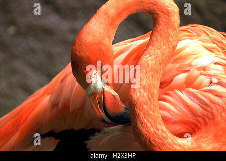 American Flamingo, Phoenicopterus ruber, le Zoo de Cape May County, New Jersey, USA Banque D'Images