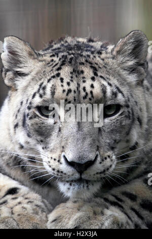 Un Léopard des neiges, Panthera uncia, Zoo du Comté de Cape May, New Jersey, USA Banque D'Images