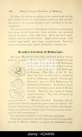 Annales du Lyceum of Natural History of New York (page 294) BHL33 Banque D'Images