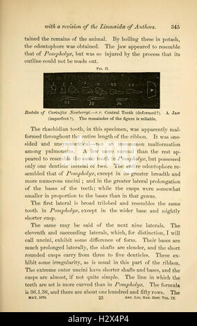 Annales du Lyceum of Natural History of New York (page 345) BHL33 Banque D'Images