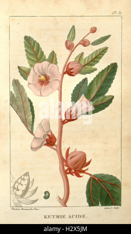 Ce travail, intitulé 'flore médicale des Antilles', se concentre sur les plantes médicinales des Caraïbes. Il décrit diverses espèces végétales utilisées à des fins médicinales, avec des illustrations détaillées. Banque D'Images