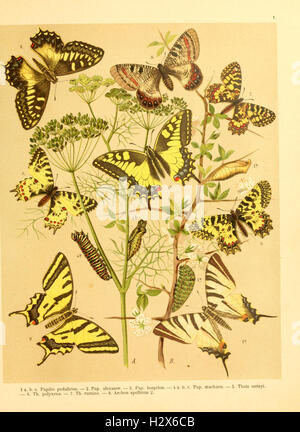 Fr. La berge nach dem Schmetterlingsbuch Lepidopterologie der gegenwärtigen Stande neu bearb. und hrsg. von Professor Dr. H. Rebel (planche 1) BHL94 Banque D'Images