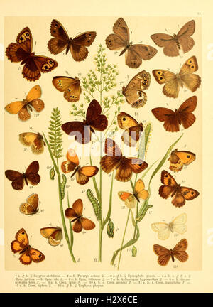 Fr. La berge nach dem Schmetterlingsbuch Lepidopterologie der gegenwärtigen Stande neu bearb. und hrsg. von Professor Dr. H. Rebel (planche 12) BHL94 Banque D'Images