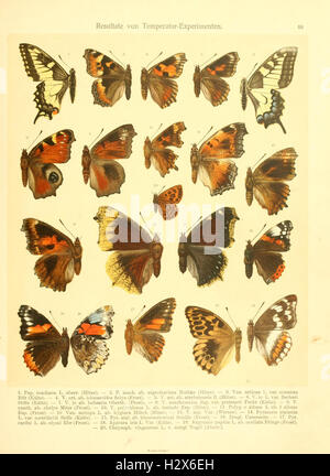 Fr. La berge nach dem Schmetterlingsbuch Lepidopterologie der gegenwärtigen Stande neu bearb. und hrsg. von Professor Dr. H. Rebel BHL94 Banque D'Images