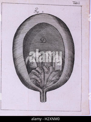 Physico-Mathematico Anatomico-Botanico-Acta Helvetica-Medica BHL104 Banque D'Images