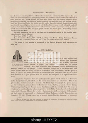 Cet ouvrage fournit une description détaillée des papillons originaires de la péninsule malaise, accompagnée de 46 planches colorées et 129 gravures sur bois. Il sert de ressource complète pour les lépidoptères et les amateurs de papillons. Banque D'Images