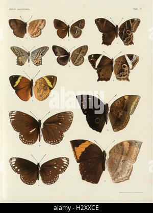 Ce travail fournit une description complète des papillons de la péninsule malaise, y compris des illustrations détaillées et des informations scientifiques sur chaque espèce. Banque D'Images