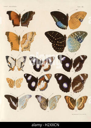Cet ouvrage fournit une description détaillée des papillons trouvés dans la péninsule malaise, complétée par 46 plaques colorées et 129 gravures sur bois. Banque D'Images