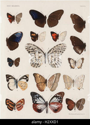 Ce travail fournit une description complète des espèces de papillons trouvées dans la péninsule malaise. Il comprend 46 planches colorées et 129 gravures sur bois, illustrant la diversité et les caractéristiques des papillons Rhopalocera dans cette région. Banque D'Images