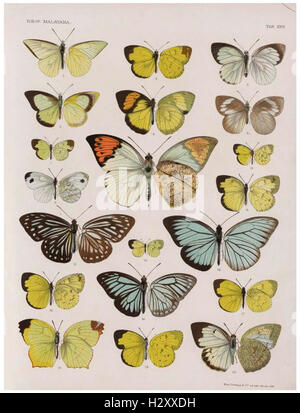 Cet ouvrage fournit une description détaillée des papillons de la péninsule malaise, illustrés de 46 planches colorées et de 129 gravures sur bois, mettant en évidence la diversité des espèces. Banque D'Images