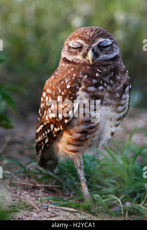 Chevêche des terriers (Athene cunicularia floridana) les yeux fermés dormir, Cape Coral, Florida, USA Banque D'Images