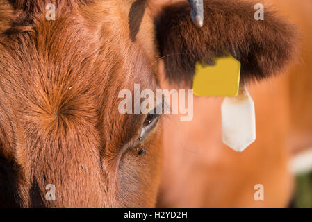 Ceinture marron close up vache dans un pré Banque D'Images