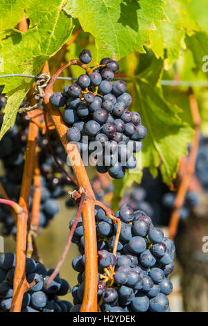 Raisins Sangiovese dans la région de Montalcino, Toscane, Italie Banque D'Images