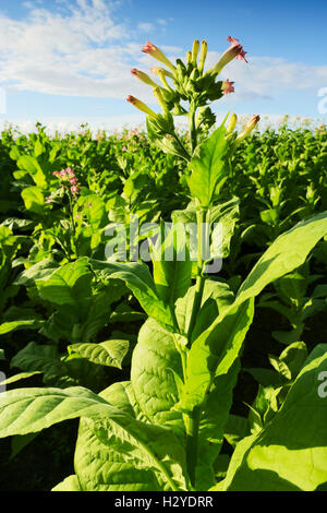 Tabac de Virginie (tabac) Brightleaf plantes poussant à plantation dans Woznawies, province de Heilongjiang, au nord-est de la Pologne. Banque D'Images