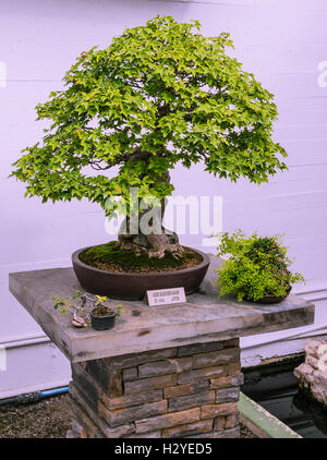 Un très bel arbre de bonzaies Banque D'Images