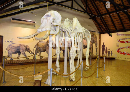 À l'intérieur de l'éléphant, Éléphant Letaba Hall,Musée -Letaba Ces éléphants étaient connus collectivement sous le nom de Sept magnifiques Banque D'Images