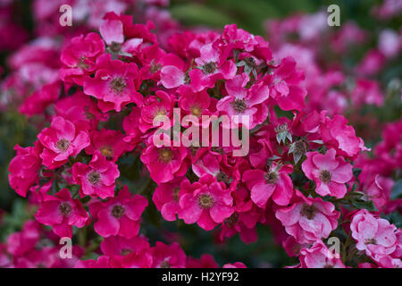 Rose rose fleurs roses luxuriants dans le groupe Banque D'Images