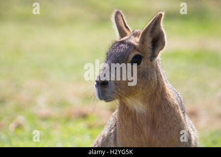 Mara à yorkshire Wildlife park Banque D'Images