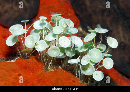 Les algues (Acetabularia mediterranea), Sithonia, Halkidiki Chalkidiki, aussi, la mer Egée, Méditerranée, Grèce Banque D'Images