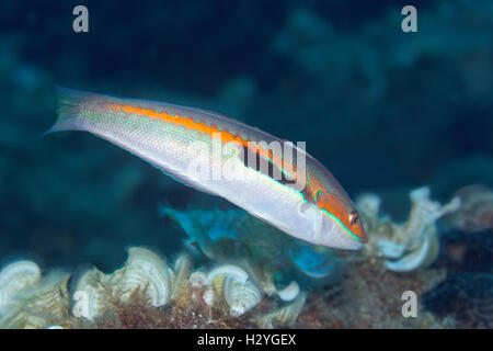 Rainbow wrasse (Coris julis), Sithonia, Halkidiki Chalkidiki, aussi, la mer Egée, Méditerranée, Grèce Banque D'Images