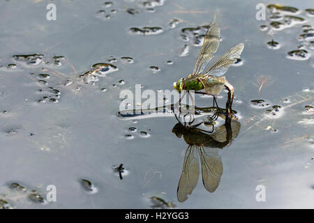 Femelle adulte (libellule Anax empereur imperator), pondre sur l'eau, Burgenland, Autriche Banque D'Images