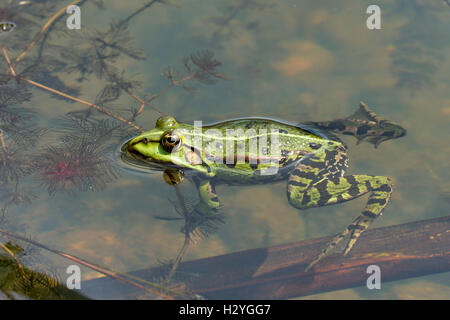Edible frog (Rana esculenta), l'eau, Burgenland, Autriche Banque D'Images