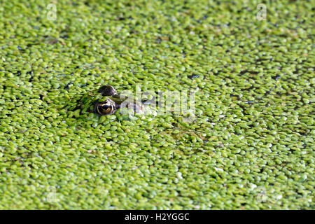 La grenouille comestible (Rana esculenta), lentilles d'eau, Burgenland, Autriche Banque D'Images