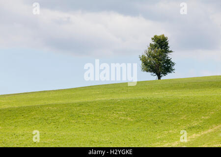 Arbre solitaire sur un pré Banque D'Images