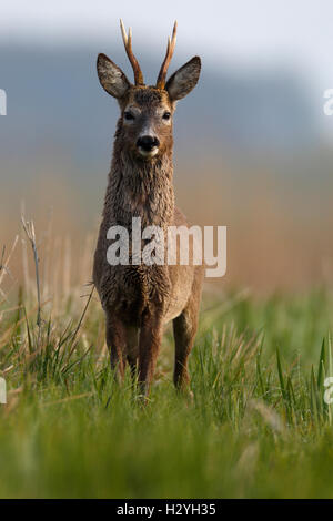 Le chevreuil (Capreolus capreolus), buck dans un pré, changement d'habit, manteau d'hiver et d'été, Parc Nature Peental Banque D'Images