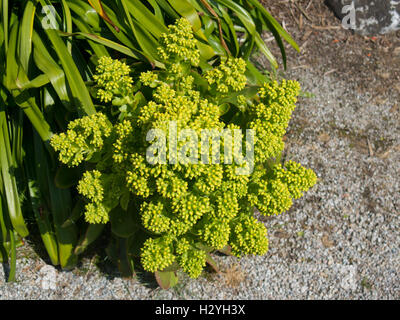 Aeonium sauvages (Arbre Houseleek) dans le jardins de l'abbaye sur l'île de Tresco dans les îles Scilly, Angleterre, RU Banque D'Images