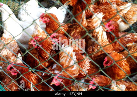 Poulet rouge en cage. Banque D'Images