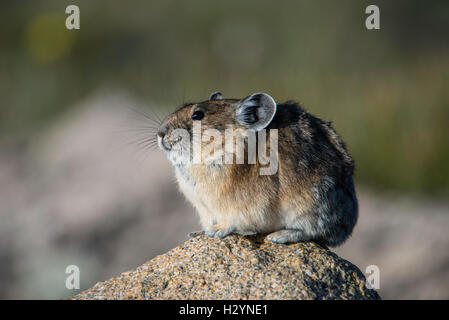 Pica d'Amérique, Ochotona princeps Pica, () perché sur la roche, zone alpine, Rocheuses USA Banque D'Images