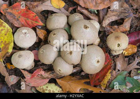 Champignons Puffball commun Automne Lycoperdon perlatum, Michigan USA Banque D'Images