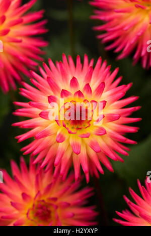 Dahlia 'Weston Stardust'. Type Cactus Dahlia. Banque D'Images