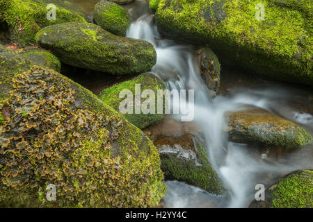 Petit ruisseau et tombe, entouré de rochers moussus, Great Smoky Mountains National Park, California, USA Banque D'Images