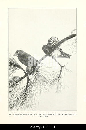 Ce travail explore les interactions entre les humains et les oiseaux, en se concentrant sur les liens culturels, psychologiques et émotionnels que les gens ont avec les oiseaux dans différentes sociétés et environnements. Banque D'Images