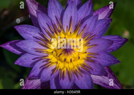 Une fleur de lotus pourpre dans un étang Banque D'Images