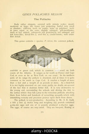 Ancien Porte-insigne De Permis De Chasse Et Pêche - Californie, Années 1930-40