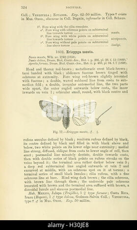 Catalogue des Lepidoptera Phalaenae au British Museum (page 324) BHL184 Banque D'Images