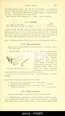 Catalogue des Lepidoptera Phalaenae au British Museum (page 473) BHL184 Banque D'Images