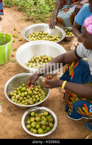 Les femmes recueillent les fruits de karité tombés, l'écrou de qui est utilisé pour la fabrication de beurre de karité et l'huile, au Burkina Faso, Afrique. Banque D'Images