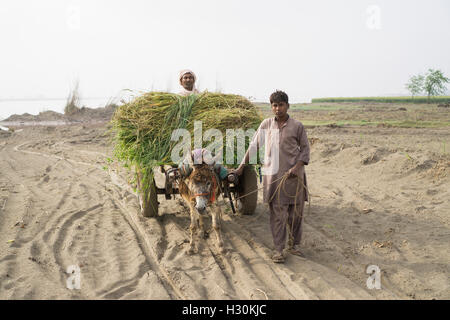 Deux hommes avec âne travaillant dans la terre par la rivière Chenab Multan Pakistan Banque D'Images